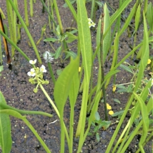 Sagittaria platyphylla at Shellharbour, NSW - 31 Jan 2023 07:57 AM