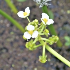 Sagittaria platyphylla at Shellharbour, NSW - 31 Jan 2023