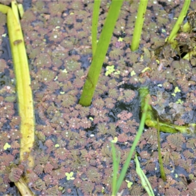 Azolla pinnata (Ferny Azolla) at Shellharbour, NSW - 30 Jan 2023 by plants