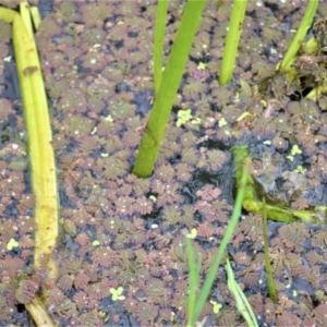 Azolla pinnata at Shellharbour, NSW - 30 Jan 2023