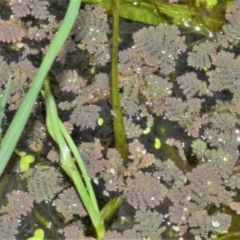 Azolla pinnata at Shellharbour, NSW - 30 Jan 2023