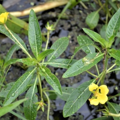 Ludwigia peploides subsp. montevidensis (Water Primrose) at Shellharbour, NSW - 30 Jan 2023 by plants