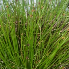 Schoenoplectiella mucronata (A Sedge) at Shellharbour, NSW - 30 Jan 2023 by plants