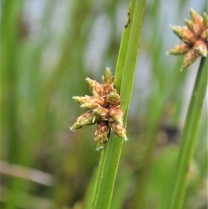 Schoenoplectiella mucronata at Shellharbour, NSW - 30 Jan 2023