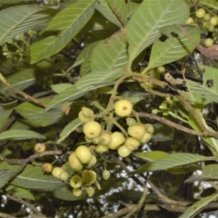 Psychotria loniceroides (hairy psychotria) at Blackbutt, NSW - 30 Jan 2023 by plants