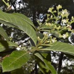 Psychotria loniceroides at Blackbutt, NSW - 30 Jan 2023 09:45 PM