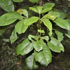 Melicope micrococca (Hairy-leaved Doughwood, White Euodia) at Blackbutt, NSW - 30 Jan 2023 by plants