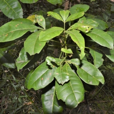 Melicope micrococca (Hairy-leaved Doughwood, White Euodia) at Blackbutt, NSW - 30 Jan 2023 by plants