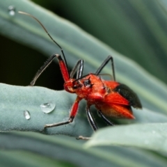 Gminatus australis (Orange assassin bug) at Downer, ACT - 30 Jan 2023 by RobertD