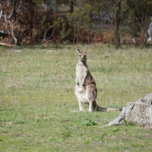 Macropus giganteus at Watson, ACT - 18 Sep 2013