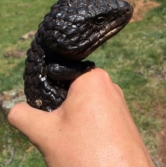 Tiliqua rugosa (Shingleback Lizard) at Mount Ainslie - 18 Oct 2014 by AaronClausen