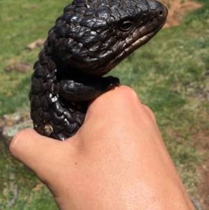 Tiliqua rugosa at Ainslie, ACT - 18 Oct 2014 12:12 PM