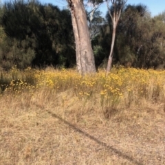 Xerochrysum viscosum (Sticky Everlasting) at Oakey Hill - 27 Jan 2023 by GregC