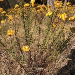 Xerochrysum viscosum at Lyons, ACT - 27 Jan 2023