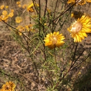 Xerochrysum viscosum at Lyons, ACT - 27 Jan 2023