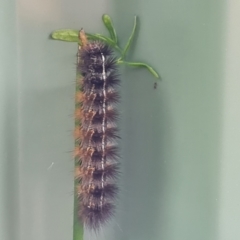 Ardices glatignyi (Black and White Tiger Moth (formerly Spilosoma)) at Isaacs, ACT - 30 Jan 2023 by Mike