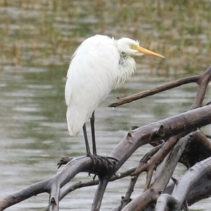 Ardea intermedia at Fyshwick, ACT - 30 Jan 2023