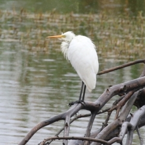 Ardea intermedia at Fyshwick, ACT - 30 Jan 2023