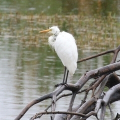 Ardea intermedia at Fyshwick, ACT - 30 Jan 2023