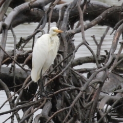 Ardea plumifera at Fyshwick, ACT - 30 Jan 2023 12:39 PM