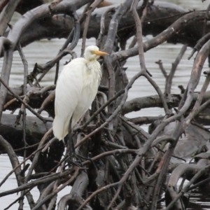 Ardea plumifera at Fyshwick, ACT - 30 Jan 2023 12:39 PM