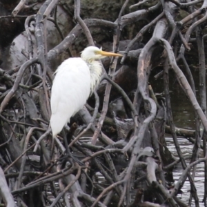 Ardea plumifera at Fyshwick, ACT - 30 Jan 2023 12:39 PM