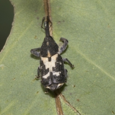 Zimmermanianthus frater (Weevil) at Hawker, ACT - 26 Jan 2023 by AlisonMilton