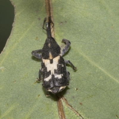 Zimmermanianthus frater (Weevil) at Hawker, ACT - 25 Jan 2023 by AlisonMilton