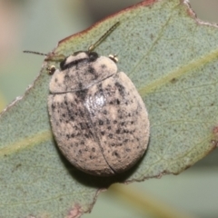 Trachymela sp. (genus) (Brown button beetle) at Hawker, ACT - 26 Jan 2023 by AlisonMilton