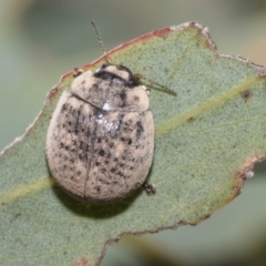 Trachymela sp. (genus) at Hawker, ACT - 26 Jan 2023