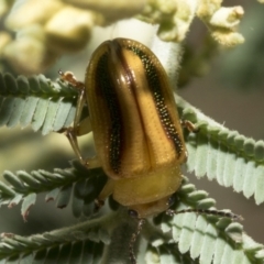 Calomela juncta (Leaf beetle) at Hawker, ACT - 25 Jan 2023 by AlisonMilton