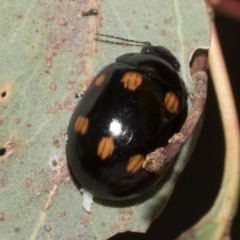 Paropsisterna octosignata (Eucalyptus leaf beetle) at Hawker, ACT - 25 Jan 2023 by AlisonMilton