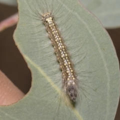 Uraba lugens (Gumleaf Skeletonizer) at Hawker, ACT - 25 Jan 2023 by AlisonMilton