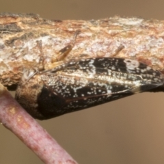 Cicadellidae (family) (Unidentified leafhopper) at Hawker, ACT - 25 Jan 2023 by AlisonMilton