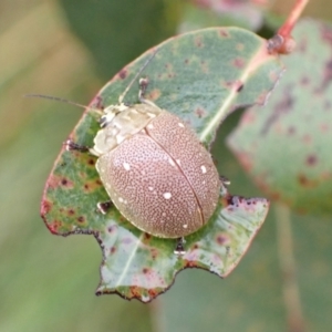 Paropsis aegrota at Murrumbateman, NSW - 30 Jan 2023 03:52 PM