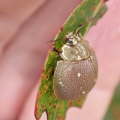 Paropsis aegrota at Murrumbateman, NSW - 30 Jan 2023