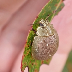 Paropsis aegrota at Murrumbateman, NSW - 30 Jan 2023 03:52 PM