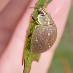 Paropsis aegrota at Murrumbateman, NSW - 30 Jan 2023