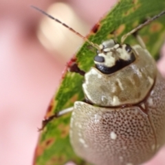 Paropsis aegrota at Murrumbateman, NSW - 30 Jan 2023 03:52 PM