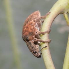 Gonipterus sp. (genus) (Eucalyptus Weevil) at Hawker, ACT - 25 Jan 2023 by AlisonMilton