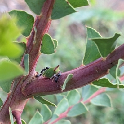 Sextius virescens (Acacia horned treehopper) at Thurgoona, NSW - 30 Jan 2023 by ChrisAllen