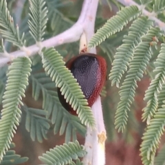 Dicranosterna immaculata (Acacia leaf beetle) at Kambah, ACT - 30 Jan 2023 by michaelb