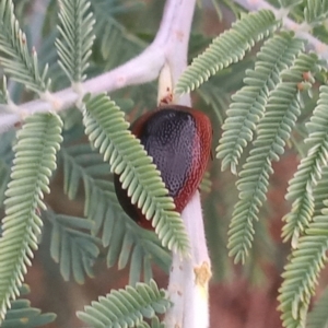 Dicranosterna immaculata at Kambah, ACT - 30 Jan 2023