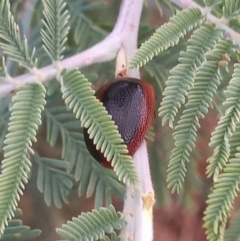 Dicranosterna immaculata (Acacia leaf beetle) at Urambi Hills - 30 Jan 2023 by michaelb