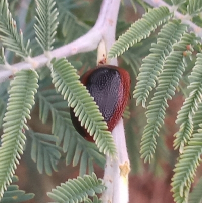Dicranosterna immaculata (Acacia leaf beetle) at Urambi Hills - 30 Jan 2023 by michaelb