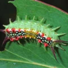 Doratifera quadriguttata (Four-spotted Cup Moth) at Jerrawangala National Park - 28 Jan 2023 by Harrisi