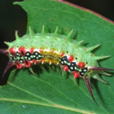 Doratifera quadriguttata (Four-spotted Cup Moth) at Jerrawangala National Park - 28 Jan 2023 by Harrisi