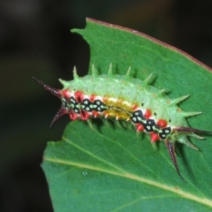 Doratifera quadriguttata at Jerrawangala, NSW - 29 Jan 2023