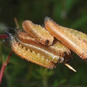 Symphyta (suborder) at Yerriyong State Forest - 29 Jan 2023