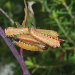 Symphyta (suborder) at Yerriyong State Forest - 29 Jan 2023